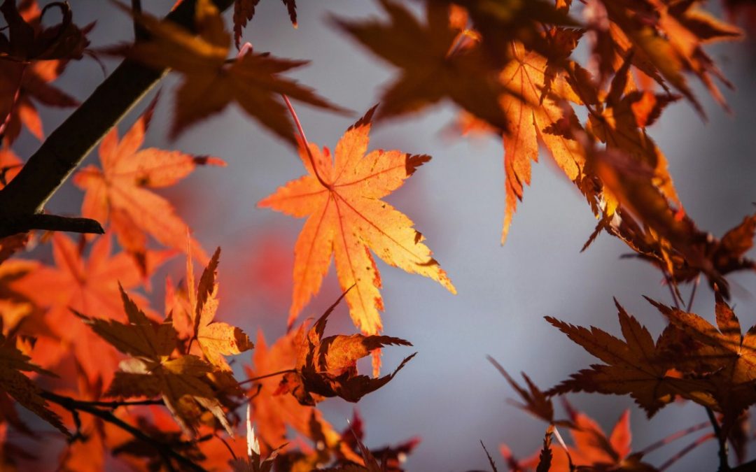 Mogyoróssy Ágnes business coach, Gestalt terapeuta, mesecoach